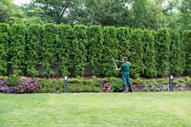 Organic Lawn Care Solutions in Deer Park, IL